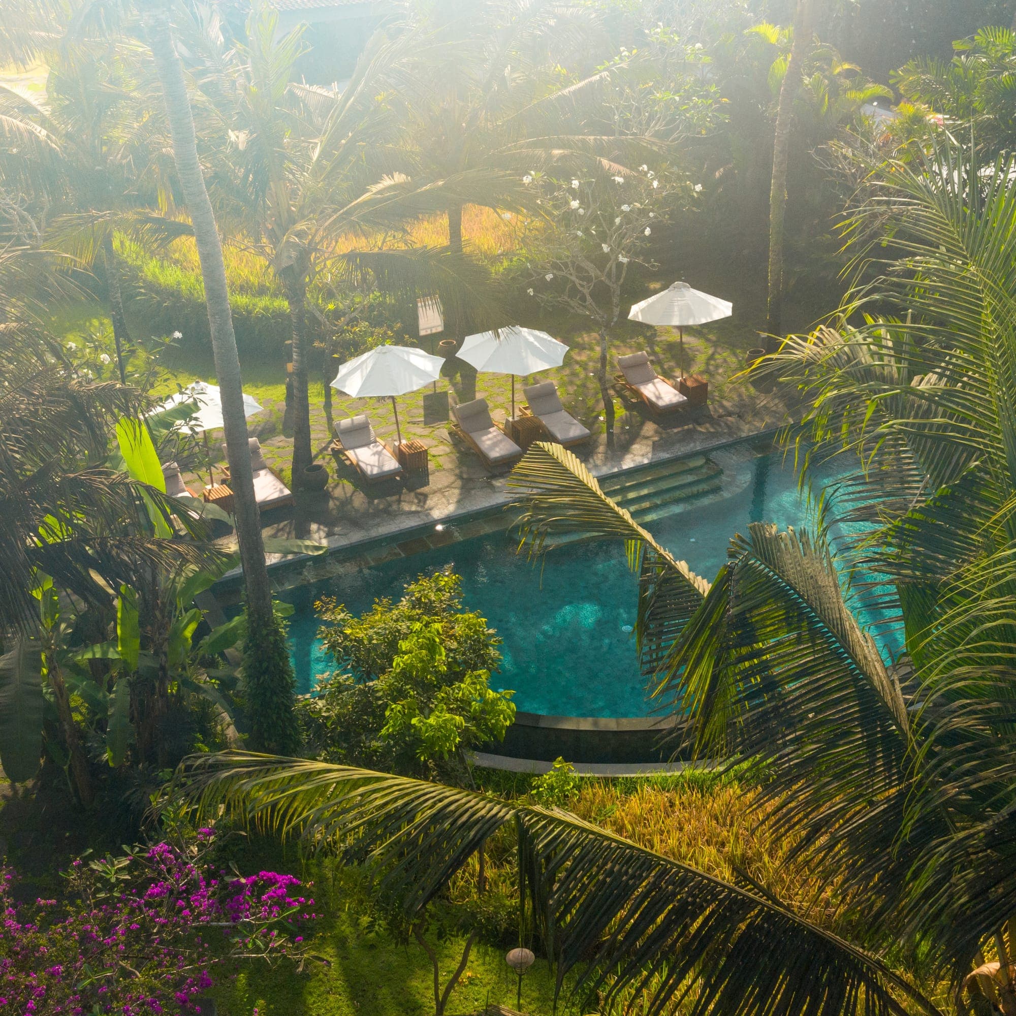 Aerial view of the Alaya resort pool surrounded by palms